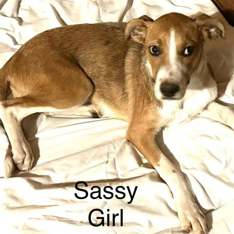 A baby medium-sized female Yellow / Tan / Blond / Fawn Labrador Retriever dog named Sassy  Local April for adoption in Brookshire, TX