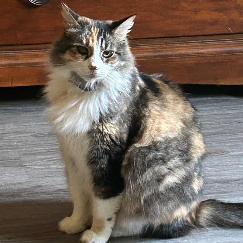 A senior large-sized female Calico Domestic Long Hair cat named Cassie for adoption in Ramona, CA