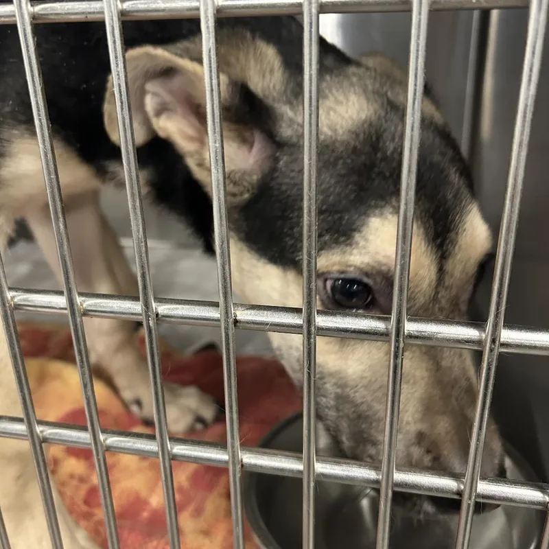 A baby small-sized male Black German Shepherd Dog dog named Billy for adoption in Greensboro, NC