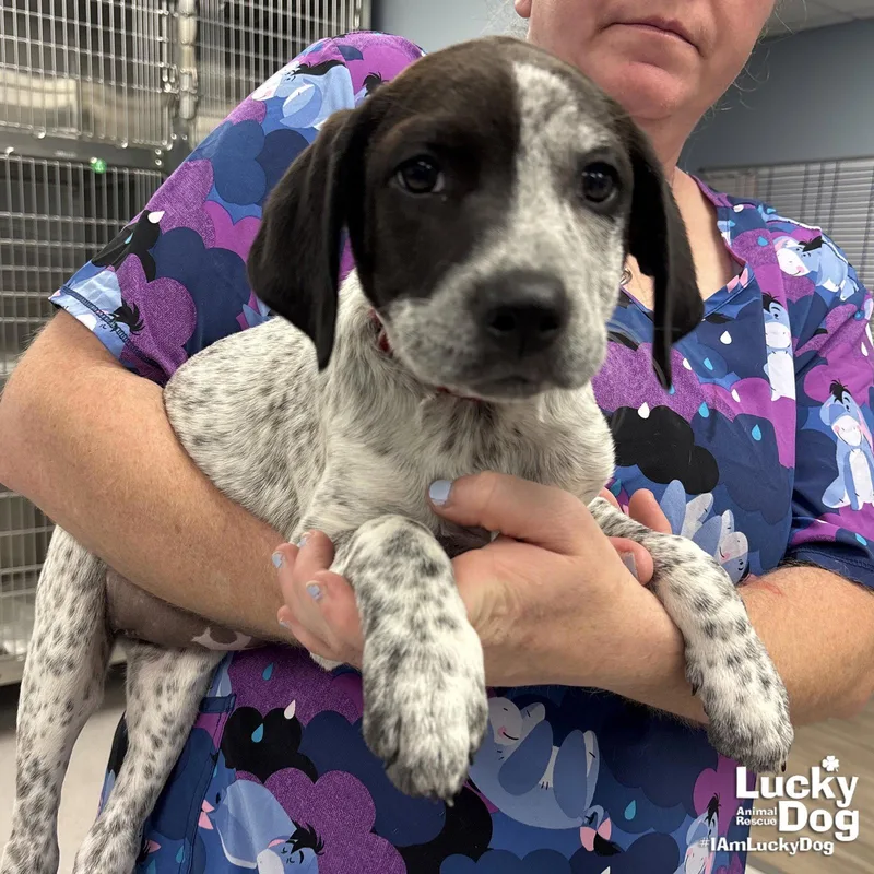 A baby large-sized female Australian Cattle Dog / Blue Heeler dog named Miss Rosie for adoption in Washington, DC
