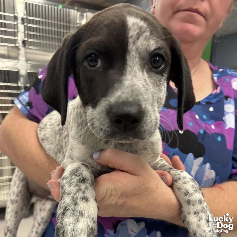 Miss Rosie thumbnail 2