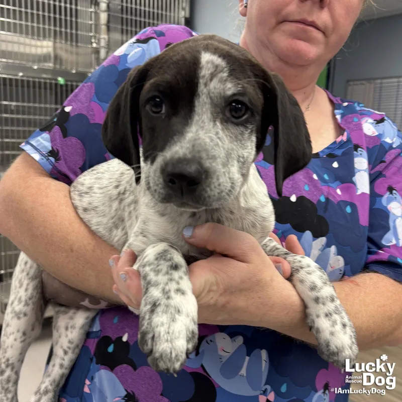 Miss Rosie thumbnail 3