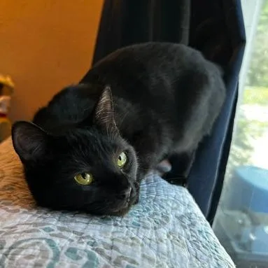 A young small-sized female Black Domestic Short Hair cat named Hazel for adoption in debary, FL