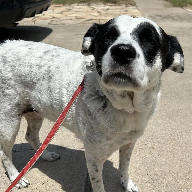 An adult medium-sized female White / Cream Shepherd dog named Lucie Lu for adoption in Edinburg, TX