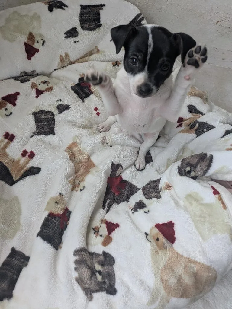 A baby small-sized female Terrier dog named Jessica for adoption in Orlando, FL