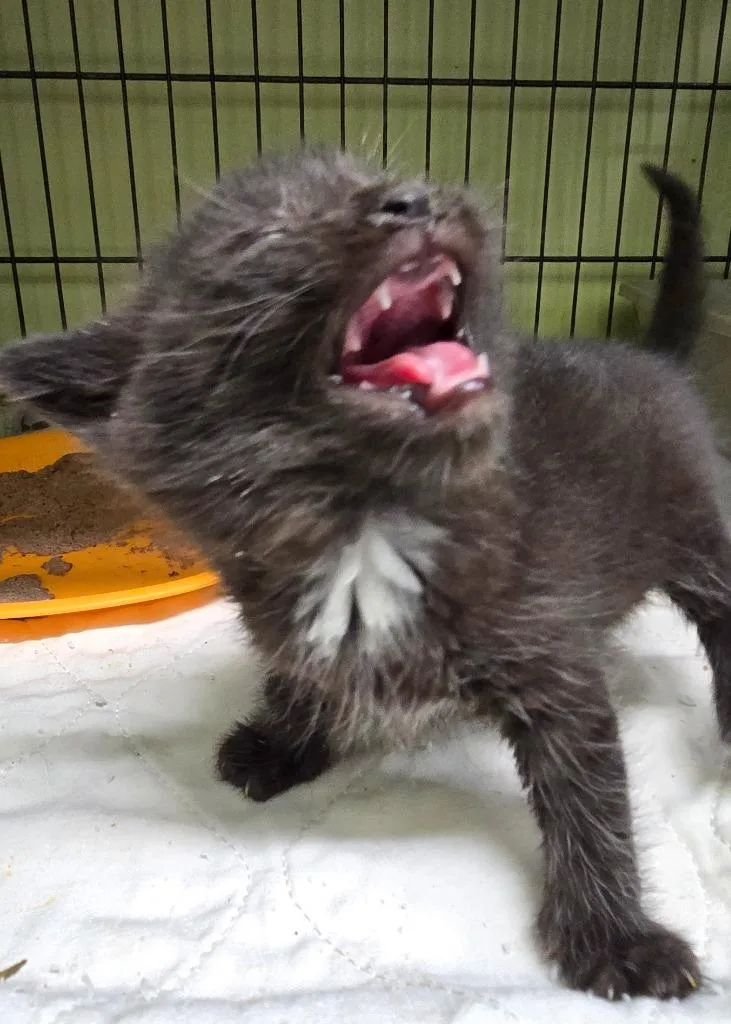 A baby small-sized female Domestic Short Hair cat named Elizabeth for adoption in Auburn, IN