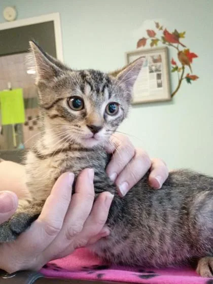 A baby small-sized male Brown / Chocolate Domestic Long Hair cat named Cinnamon for adoption in Harbor Springs, MI