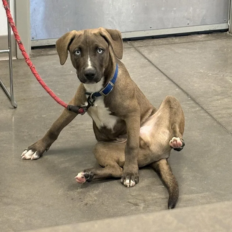 A baby small-sized male Mixed Breed dog named Gachapon for adoption in Pittsburgh, PA