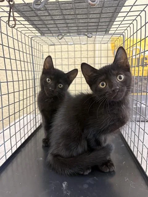 A baby small-sized male Domestic Short Hair cat named Roe for adoption in Fort Myers, FL