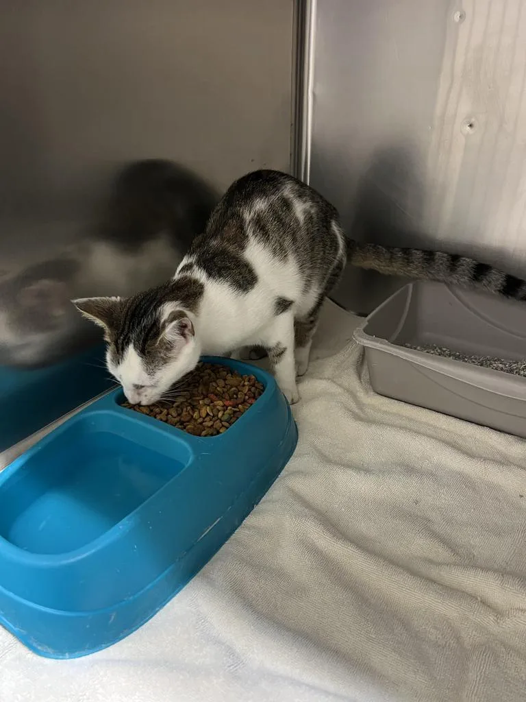 A young medium-sized male Domestic Short Hair cat named Simco for adoption in Rocky Mount, NC