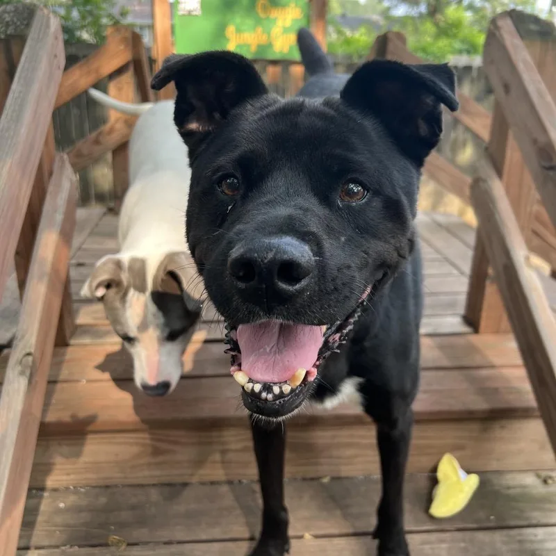 Riff Raff thumbnail 2