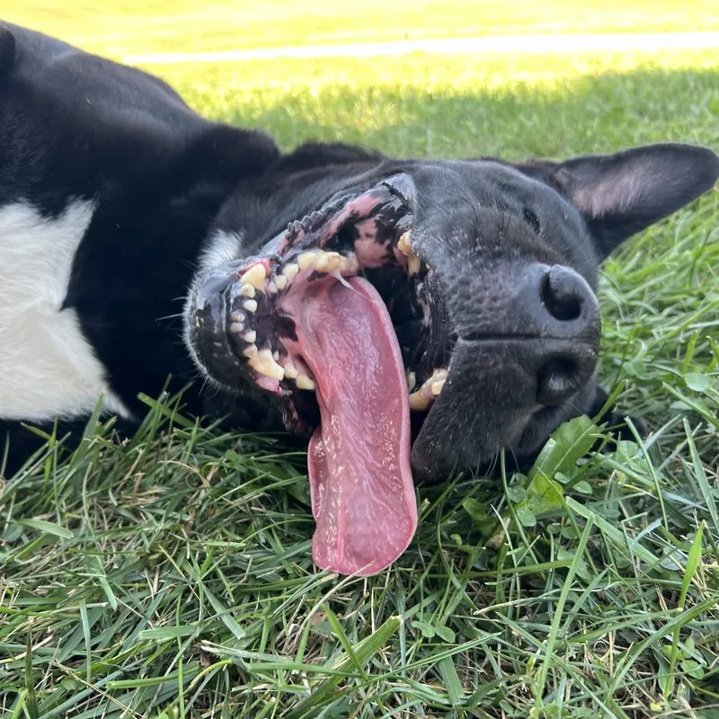 Riff Raff thumbnail 5