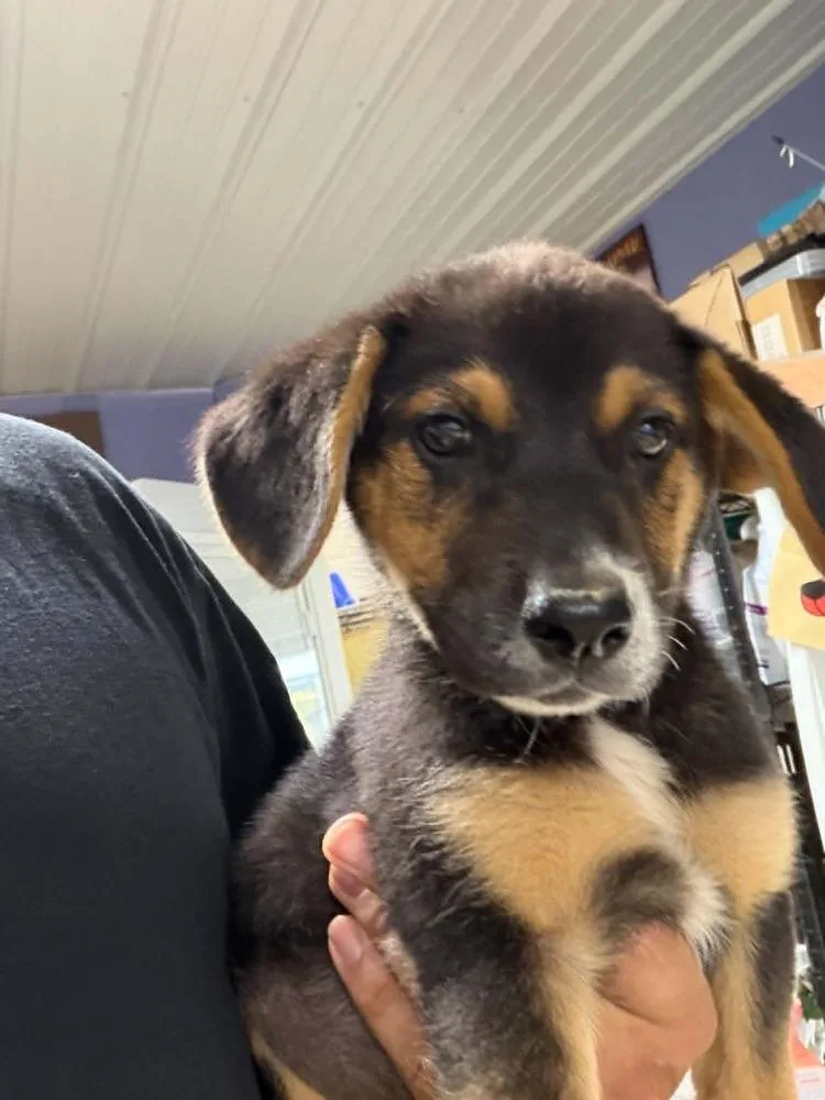 A young medium-sized male Tricolor (Brown, Black, & White) Hound dog named Peas for adoption in Waverly, OH