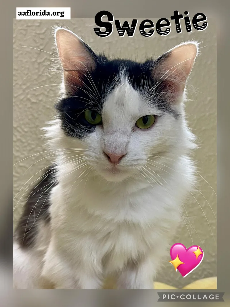 Sweetie Cyd thumbnail 2