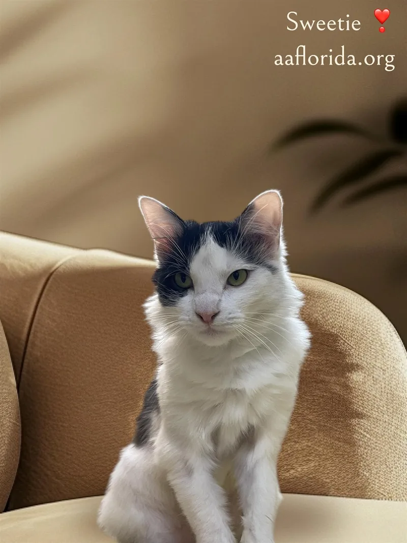 Sweetie Cyd thumbnail 3