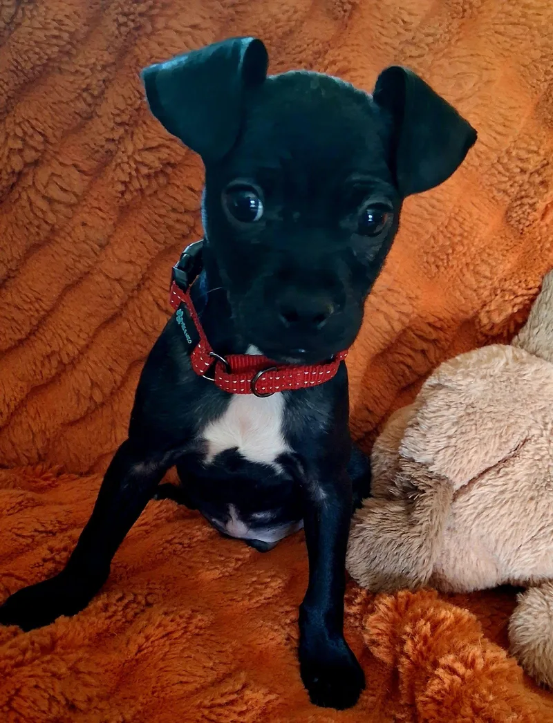 A baby small-sized male Boston Terrier dog named Bug A Boo for adoption in Brooklyn Center, MN