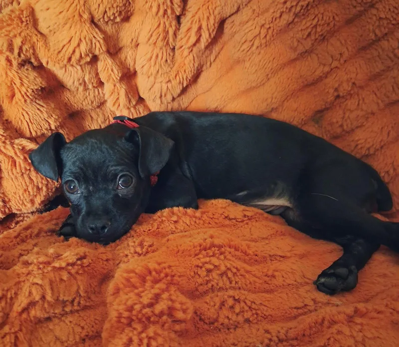 Bug A Boo thumbnail 2