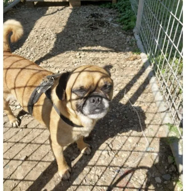 An adult small-sized male Golden Pug dog named Mr. Mime for adoption in Terre Haute, IN