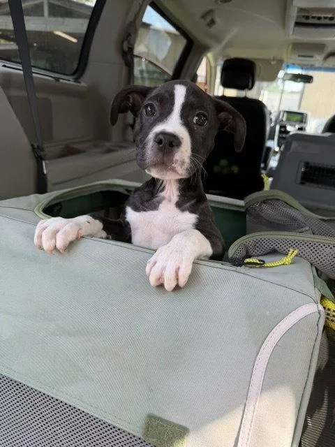 A baby medium-sized female Hound dog named Bridget for adoption in Union Beach, NJ