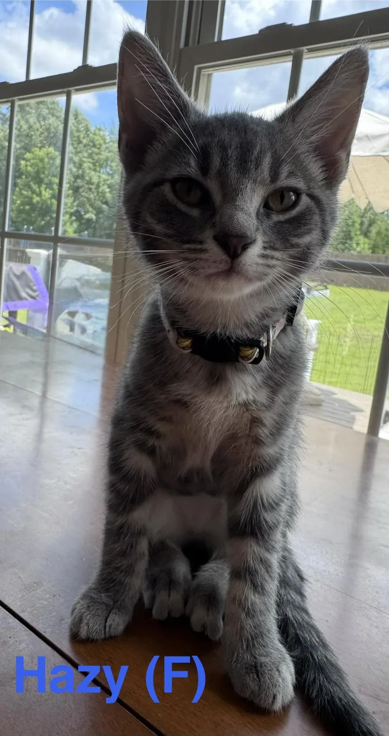 A baby small-sized female Tabby (Gray / Blue / Silver) Domestic Short Hair cat named Hazy for adoption in Clarksville, TN