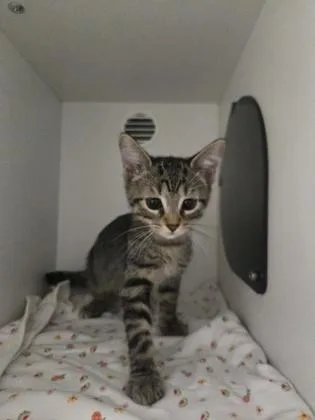 A baby small-sized male Domestic Short Hair cat named Figgy Pudding for adoption in Savannah, GA