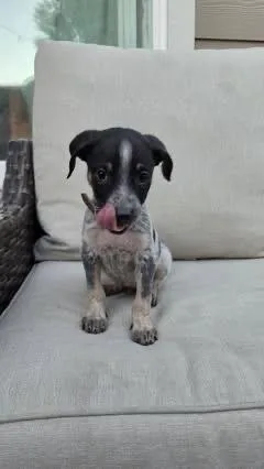 A baby small-sized male Bluetick Coonhound dog named Rocky for adoption in Colorado Springs, CO