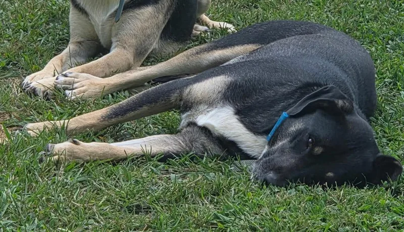 An adult medium-sized male Mixed Breed dog named Shadow for adoption in Crossville, TN