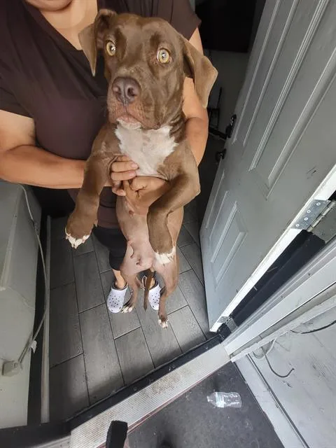 A young medium-sized female American Staffordshire Terrier dog named Coco for adoption in San Antonio, TX