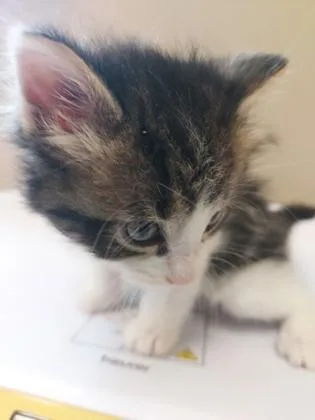 A baby small-sized male Domestic Short Hair cat named Pistachio for adoption in Fishers, IN