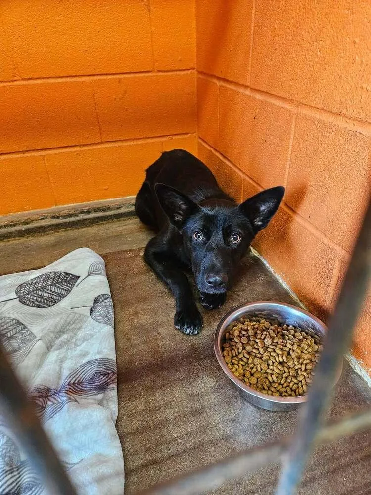 A young medium-sized female Black Shepherd dog named Raven for adoption in Deerfield, WI