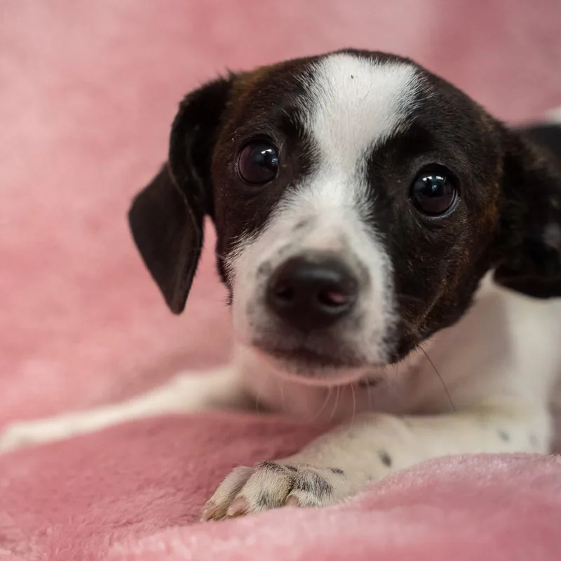 A baby medium-sized female White / Cream Dachshund dog named Circe for adoption in Pawling, NY