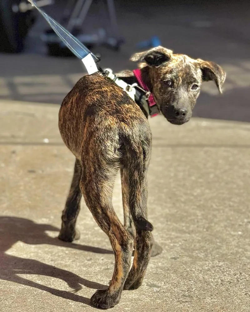 A baby medium-sized female Brindle Tennessee Treeing Brindle dog named Insist for adoption in New York, NY