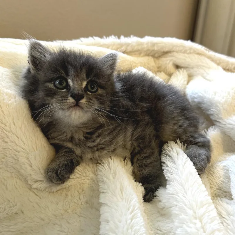 A baby small-sized male Gray / Blue / Silver Domestic Long Hair cat named Marco for adoption in Long Beach, CA