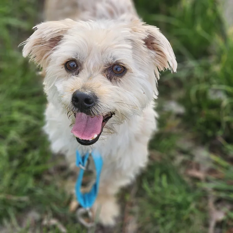 Joker So Il thumbnail 2