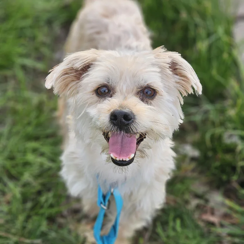 Joker So Il thumbnail 3