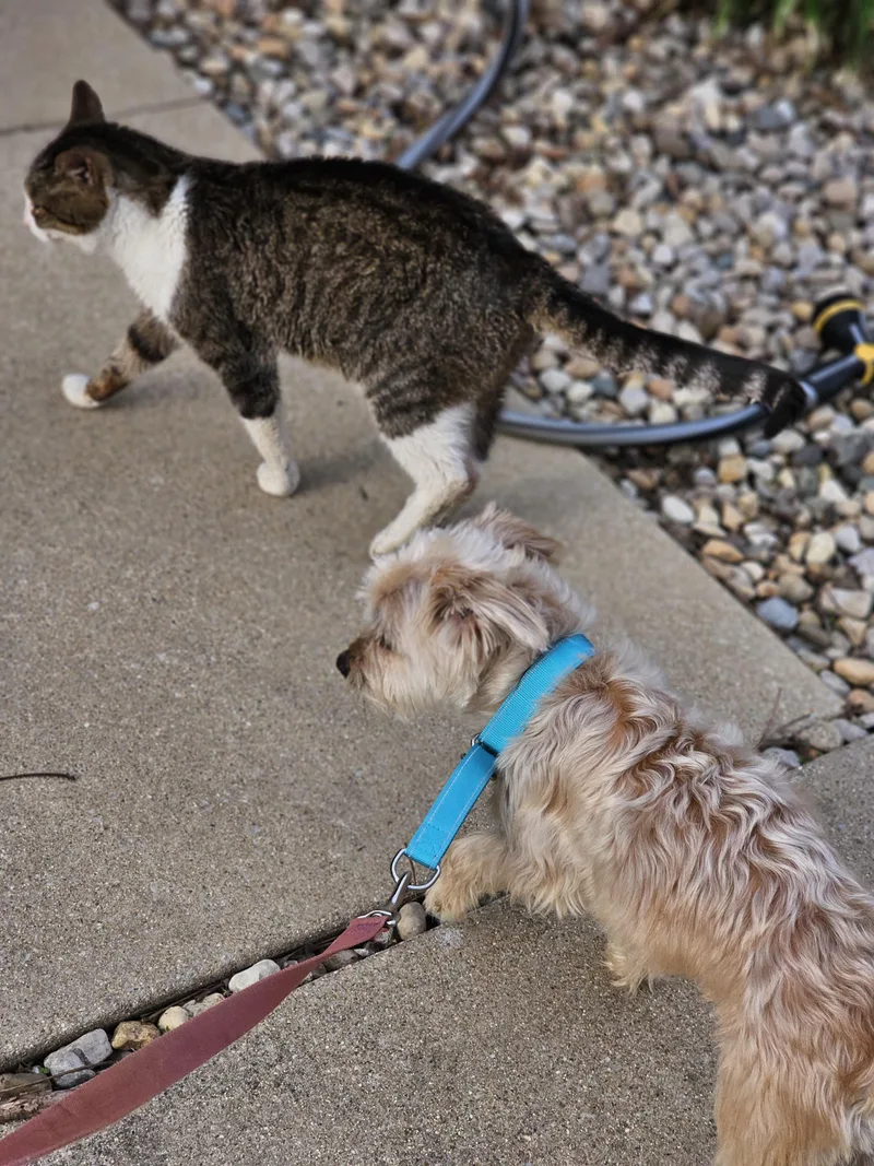 Joker So Il thumbnail 4