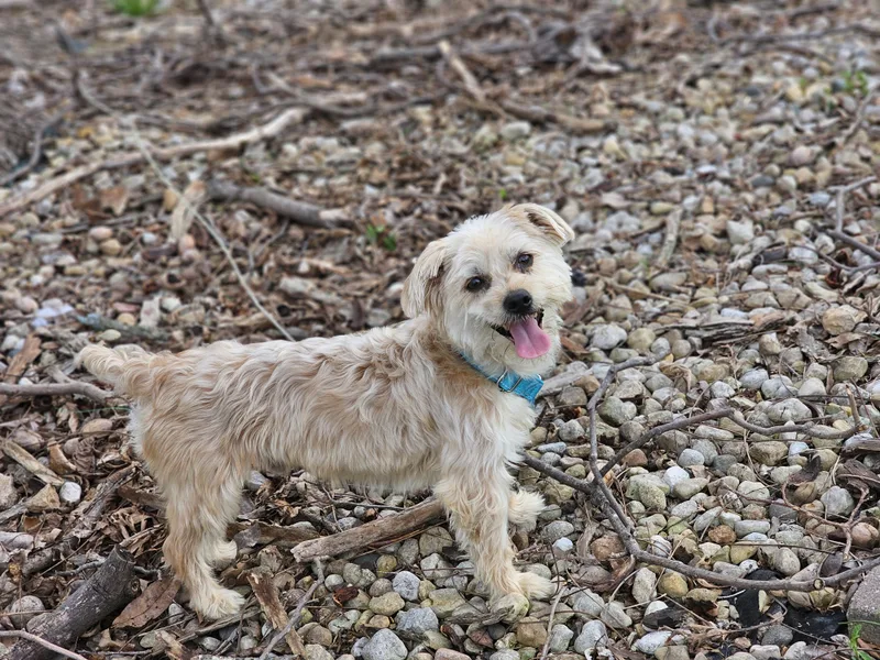 Joker So Il thumbnail 5