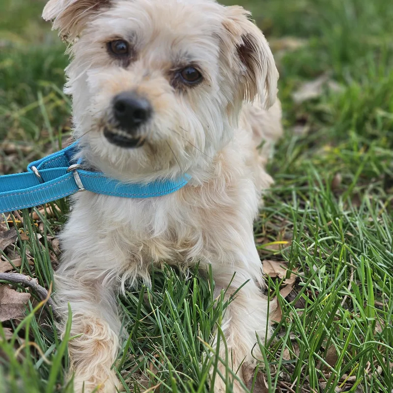 Joker So Il thumbnail 6