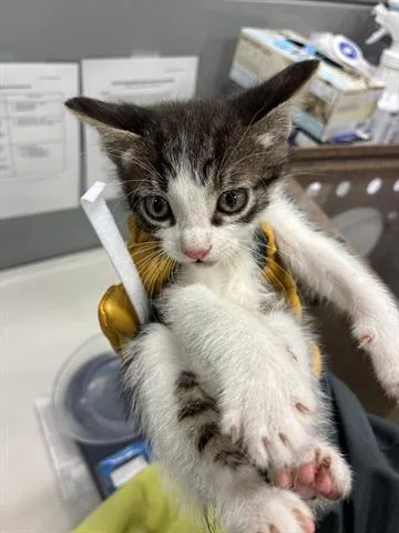 A baby small-sized male Domestic Short Hair cat named Zee for adoption in San Martin, CA