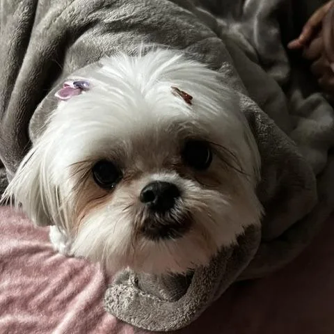 A senior small-sized female White / Cream Shih Tzu dog named Candy for adoption in Jupiter, FL
