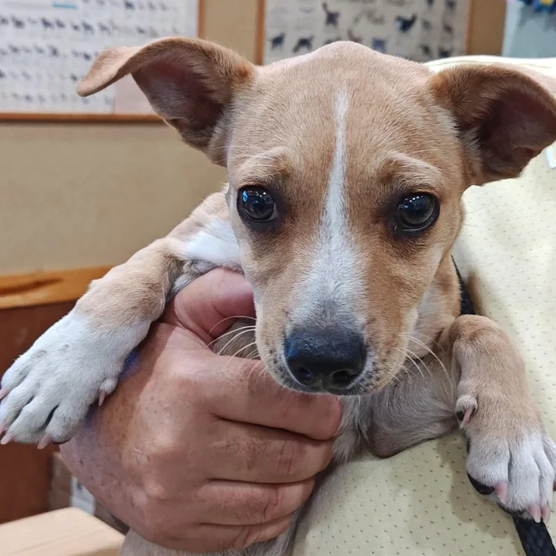 A baby small-sized female Yellow / Tan / Blond / Fawn Terrier dog named IEPAStray for adoption in Upland, CA