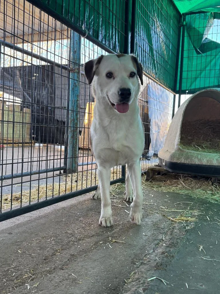 An adult large-sized female Hound dog named Shelby for adoption in Big Spring, TX