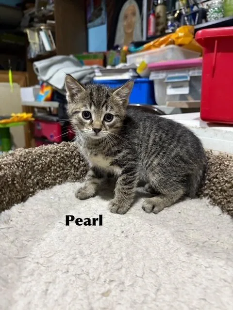 Pearl