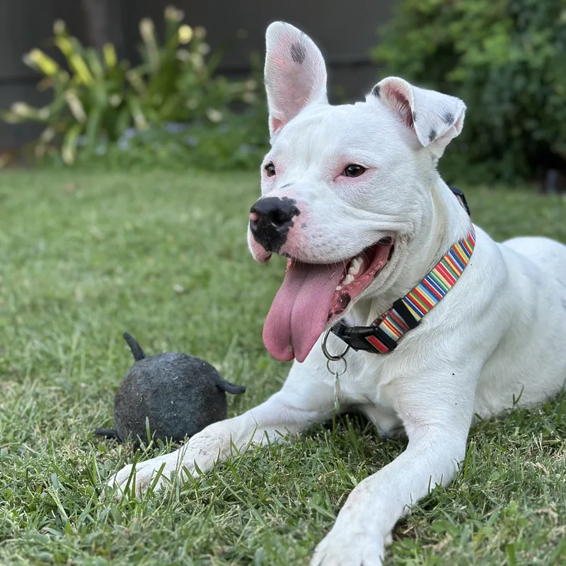 A baby medium-sized male White / Cream Pit Bull Terrier dog named Marshmallow for adoption in Sun Valley, CA