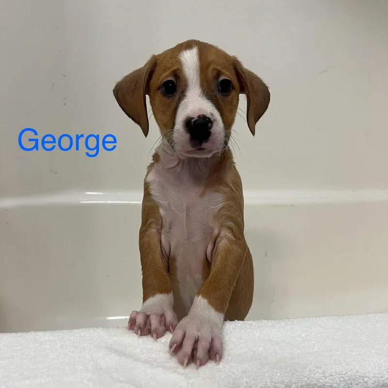 George