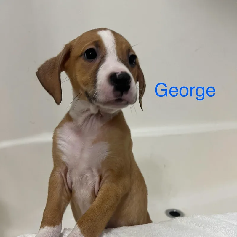 George thumbnail 2