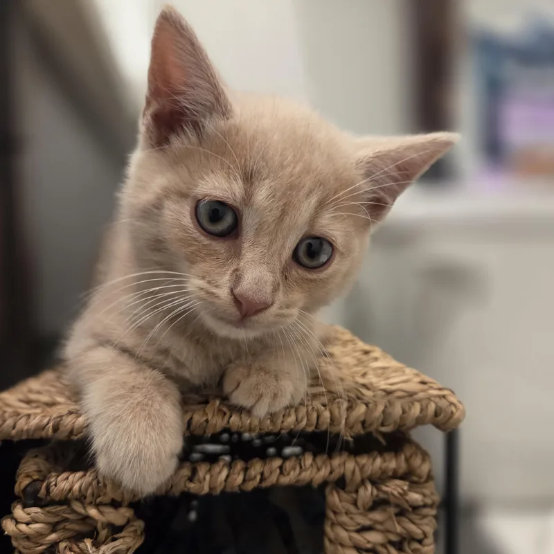 A baby small-sized male Tabby (Orange / Red) Tabby cat named Colby for adoption in Bayonne, NJ