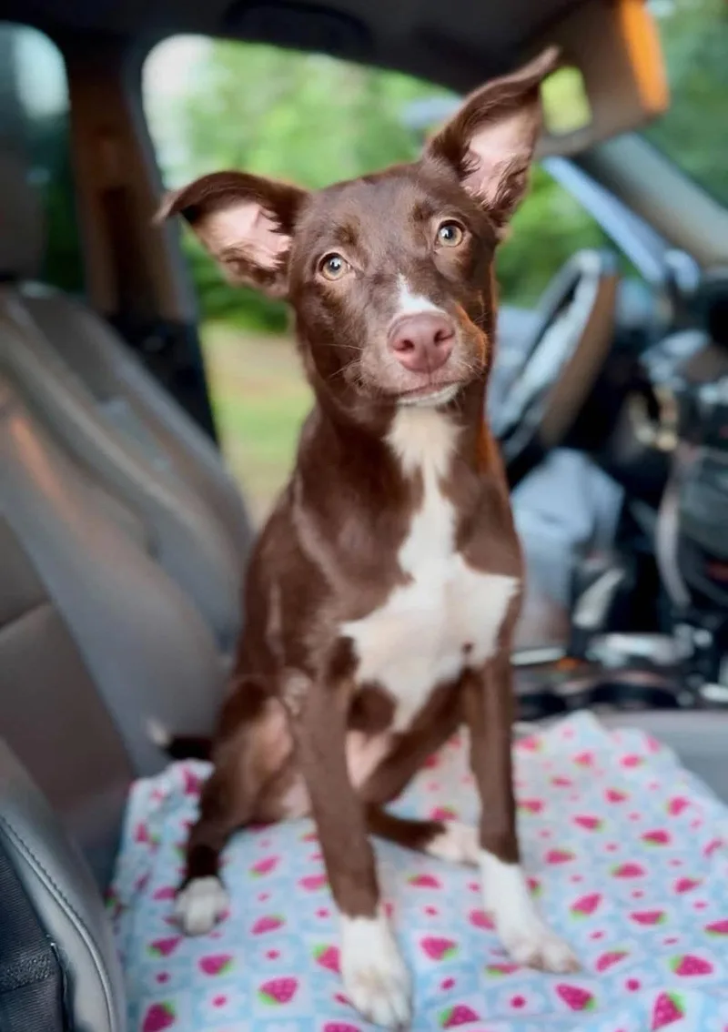 A baby small-sized female Rat Terrier dog named Smiley for adoption in Norwood, OH