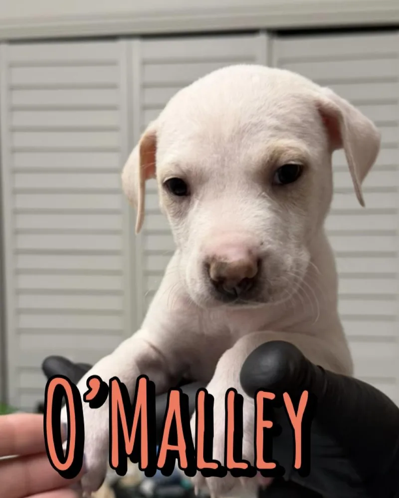 A baby medium-sized male American Staffordshire Terrier dog named O'Malley for adoption in Houston, TX