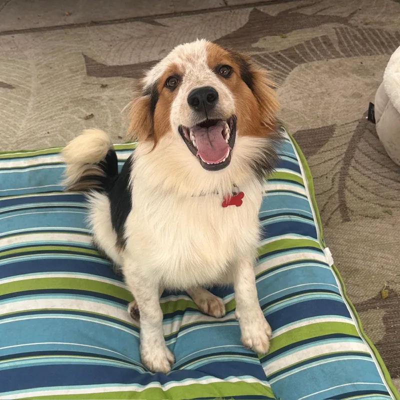 A baby medium-sized male Australian Shepherd dog named Banjo for adoption in Newport Beach, CA